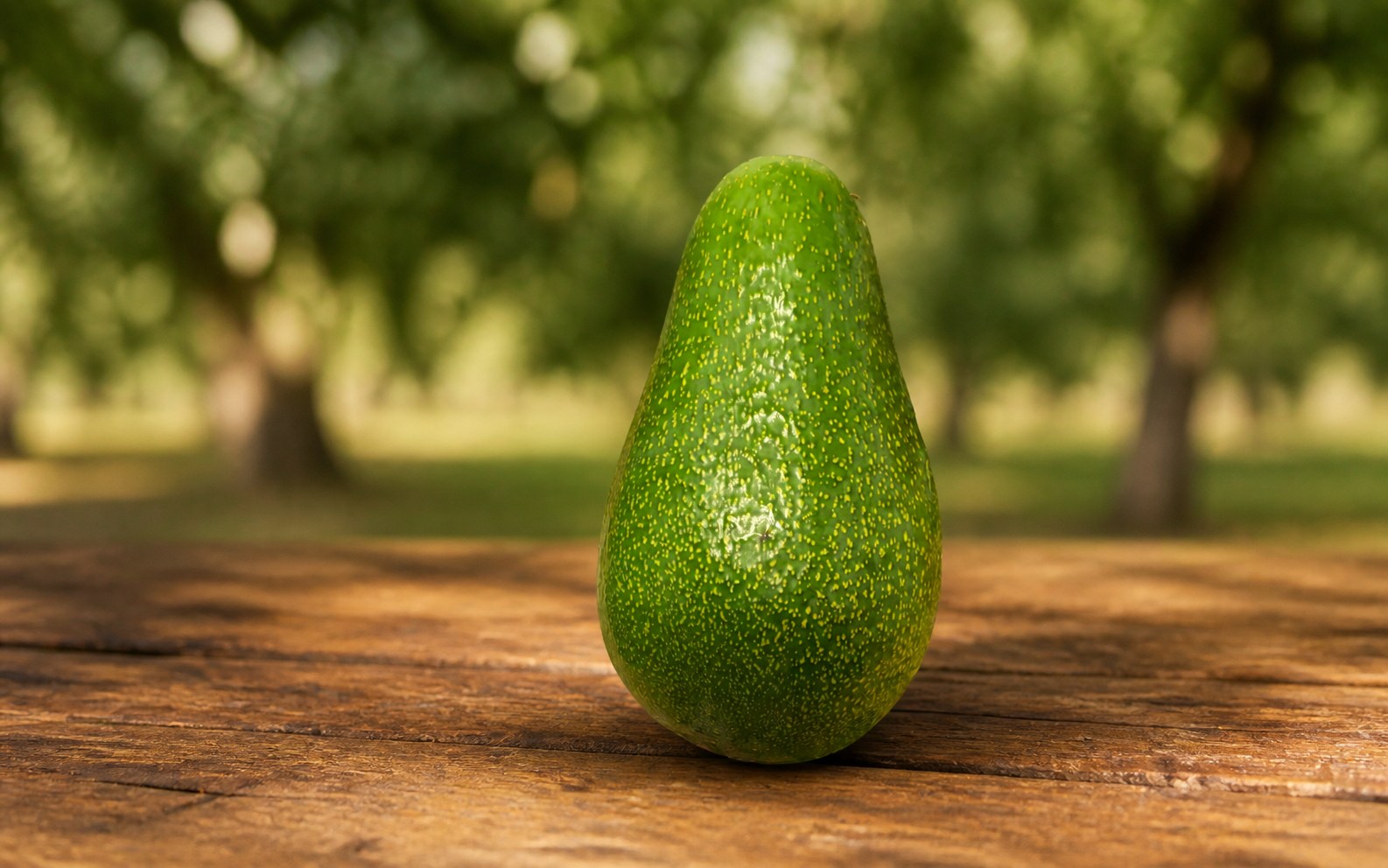 Palta Fuerte